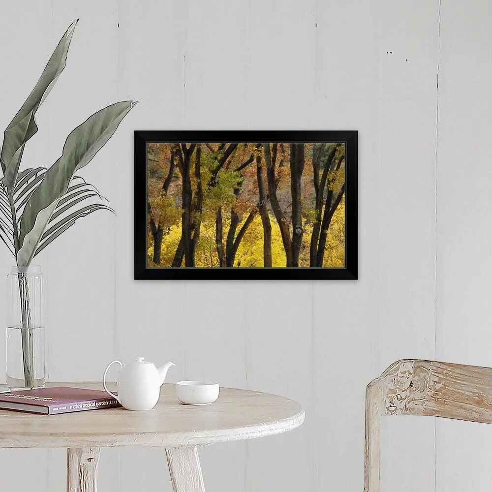 "Autumn Color Cottonwood Trees Through Tree Trunks" Black Framed Print