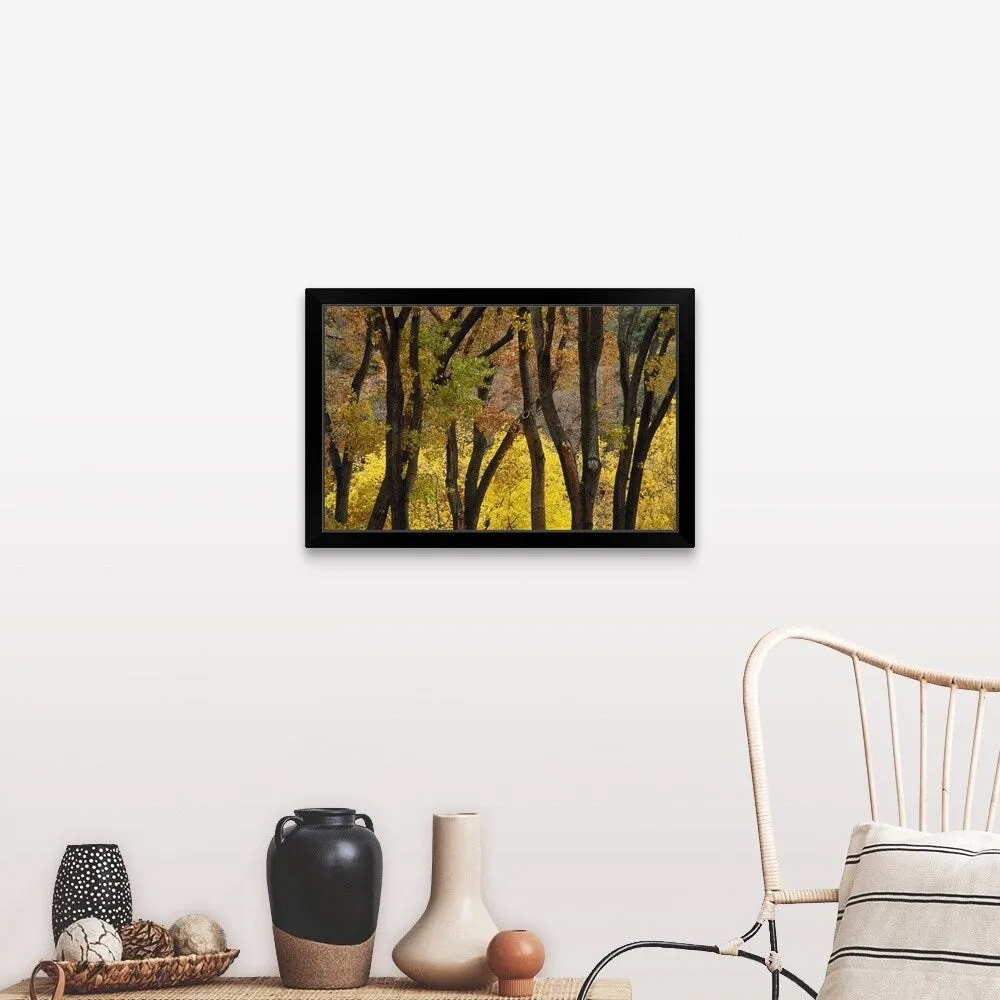 "Autumn Color Cottonwood Trees Through Tree Trunks" Black Framed Print