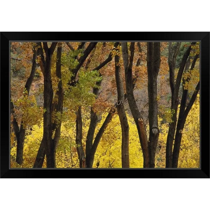 "Autumn Color Cottonwood Trees Through Tree Trunks" Black Framed Print